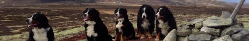 Fem sittende berner sennenhunder på snaufjellet