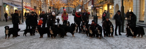 Fellesbilde av folk og hunder i gågata i Trondheim