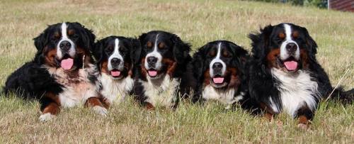 Fem berner sennenhunder liggende ved siden av hverandre