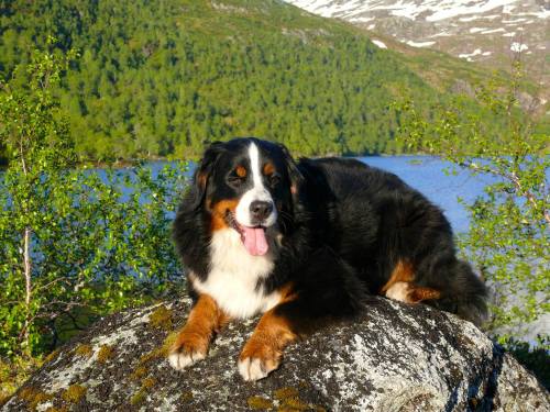 Hund på stein foran fjellvann