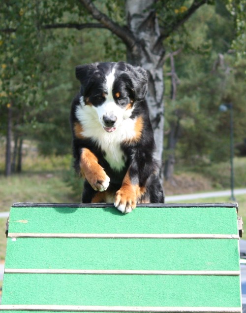 Hund på vei over agilityhinder