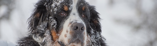 Close-up av hund med snø i pelsen