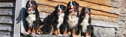 Fire hunder sittende foran tømmervegg