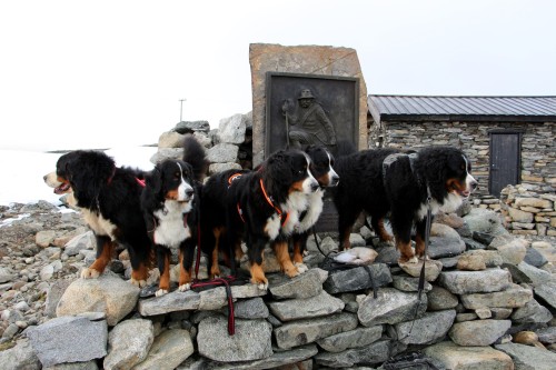 Fem hunder poserer foran minnesmerke på Juvasshytta