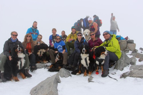 Fellesbilde av deltakere og hunder på toppen av Galdhøpiggen