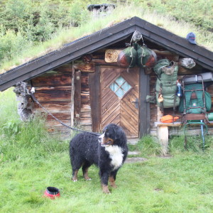 Hund utenfor liten hytte