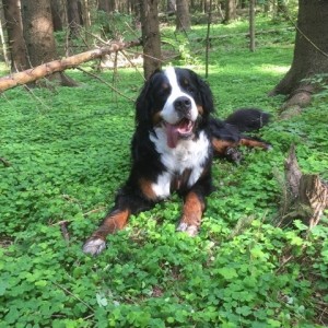 Berner Sennen hund som ligger i grønt dekke i skogen