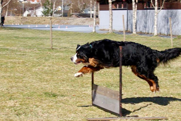 Hund hopper over hinder