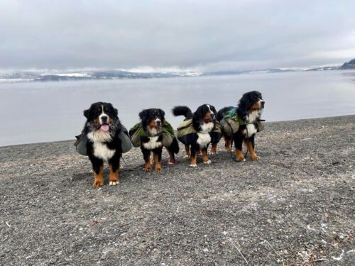 Fire kløvhunder på stranda ved Mjøsa