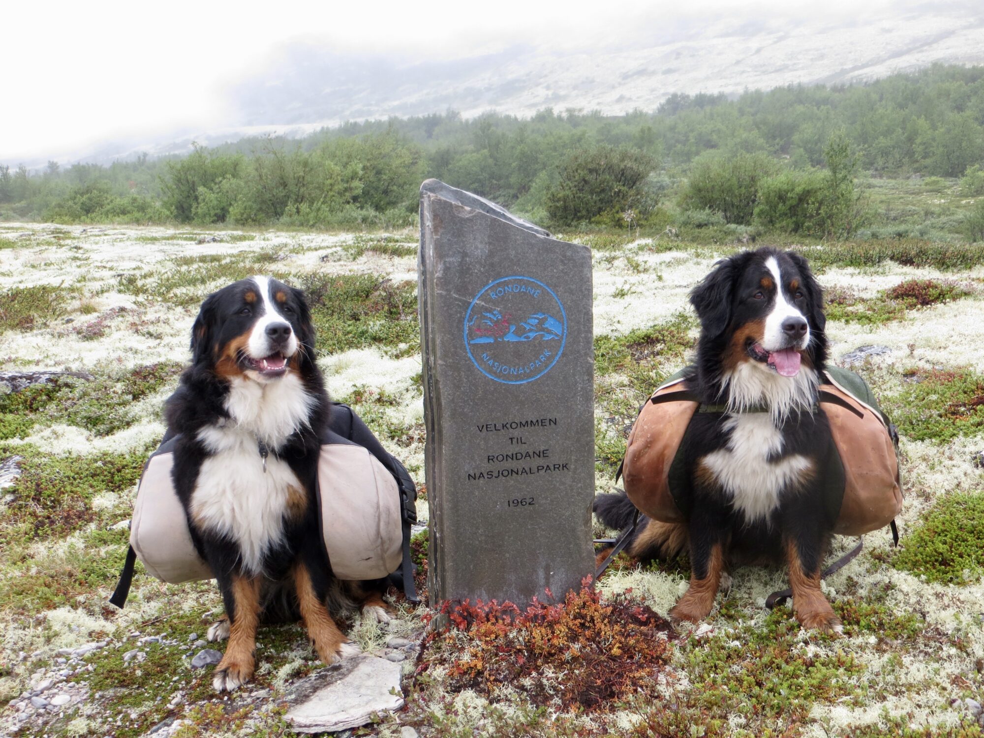 To bernere med kløv i Rondane