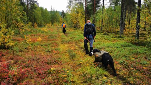 Kløvhundfølge i skogen