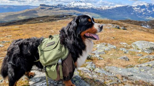 Kløvhund i fjellterreng